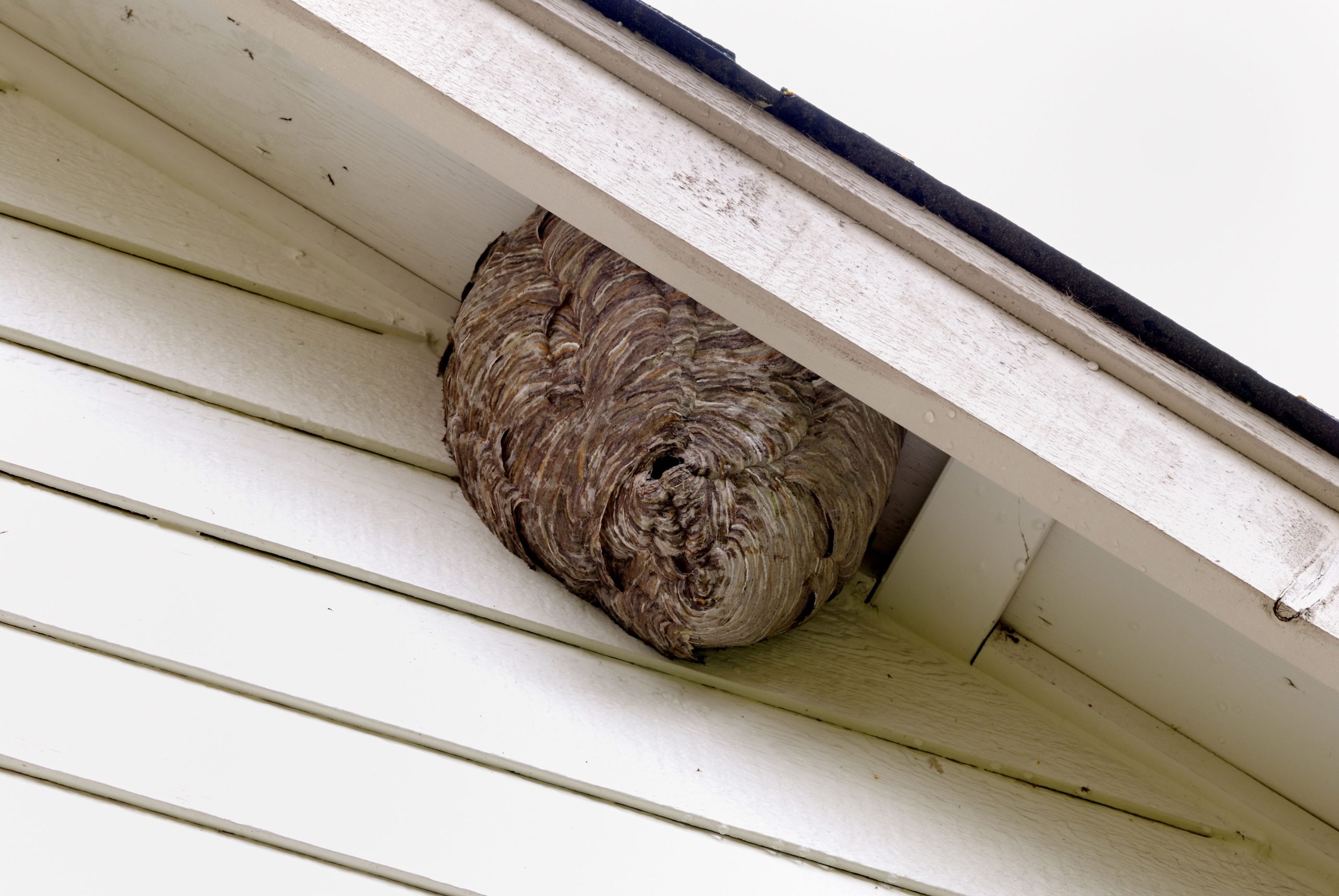 Fort Smith Pest Control Bees Hornets
